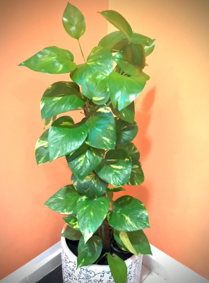 _YJ WORKS_ Article Featured Image_1_